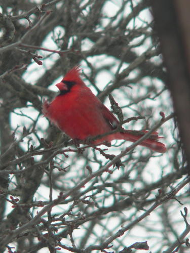 cardinal.jpg