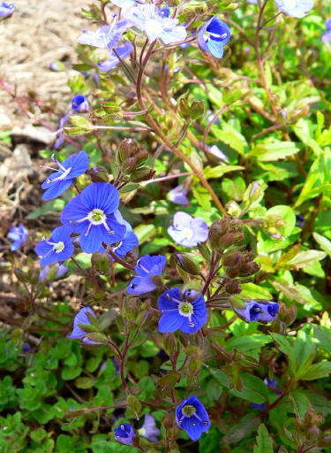 blueflowers.jpg