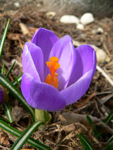 crocus.jpg