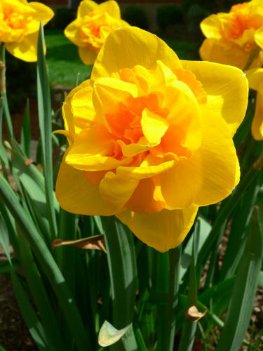 daff.jpg