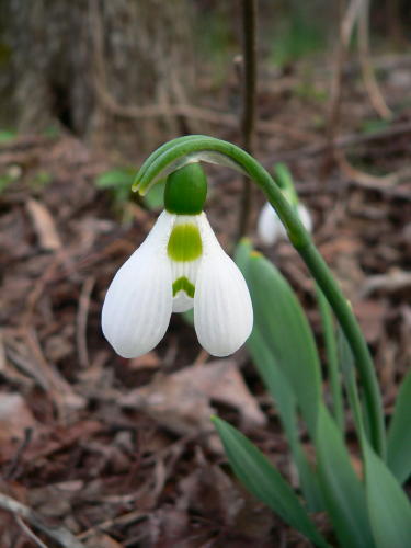 galanthus.jpg
