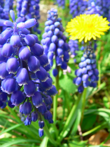 muscari0419.jpg