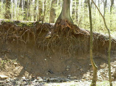 roots.jpg