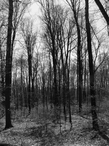 trees.jpg