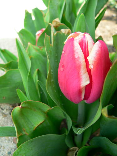 tulip.jpg