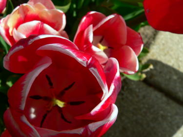 tulip11.jpg