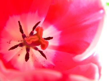 tulip21.jpg