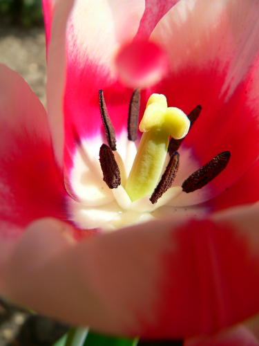 tulipthree.jpg